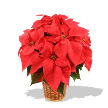 Red Poinsettia