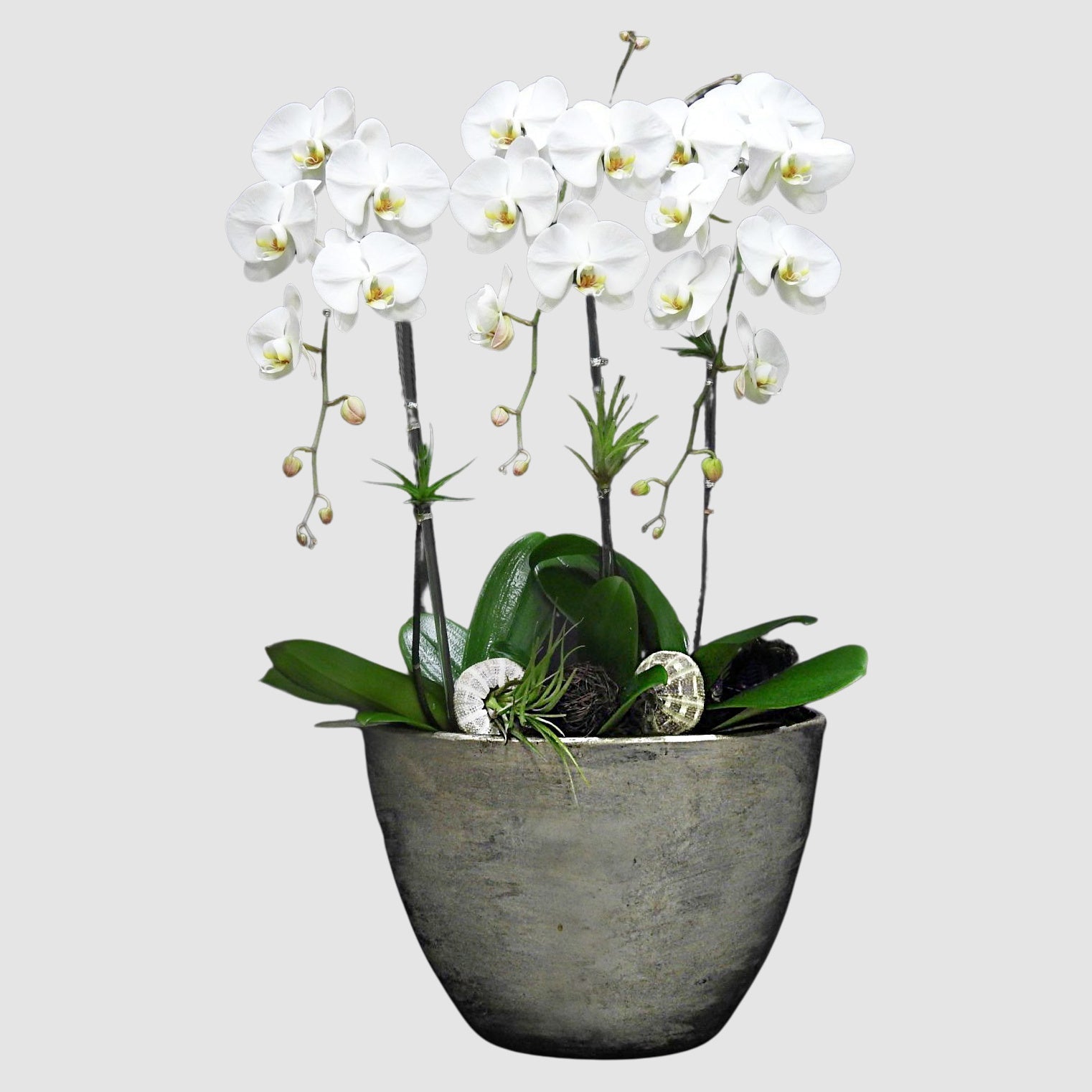 air-plant-orchid Air Plant Orchid - Image 1