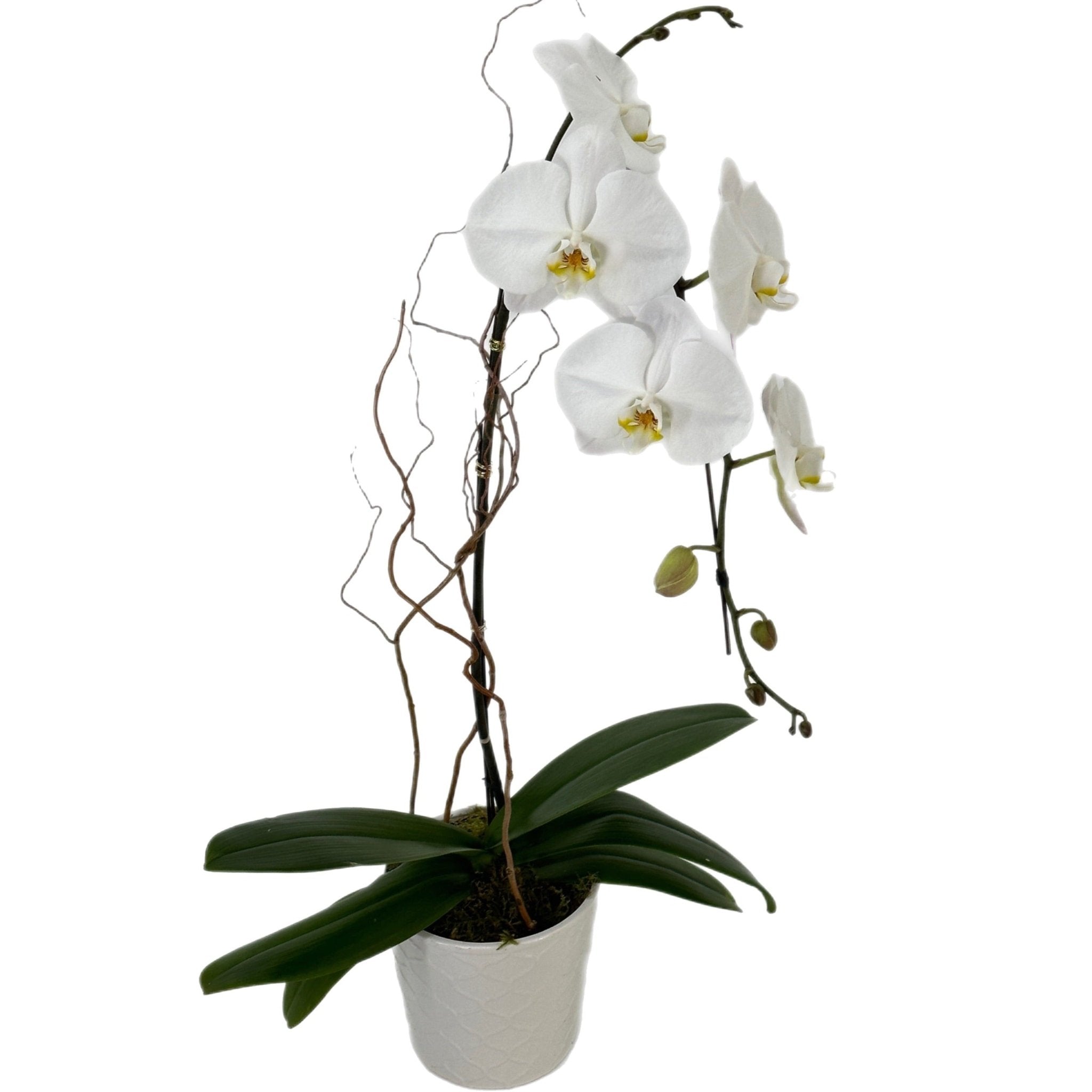 delecate-duo Delicate Duo orchid - Image 1