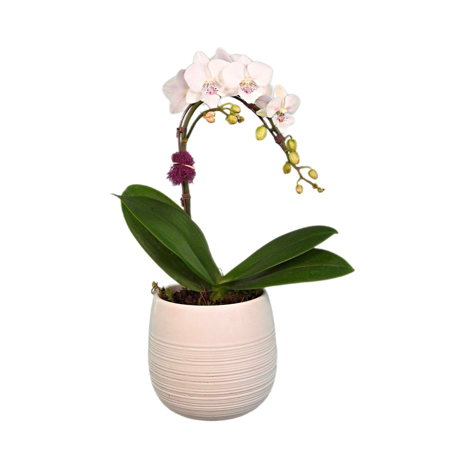 miniature-white-delight-2 Miniature White Delight Orchid - Image 1