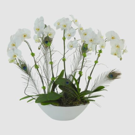 Orchid Forest