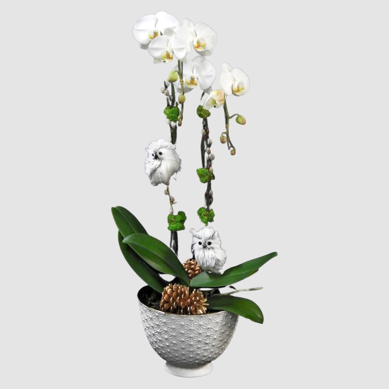 owl-orchids-tooka-florist-north-west-greater-vancouver-2941119.jpg Owl Orchids - Image 1