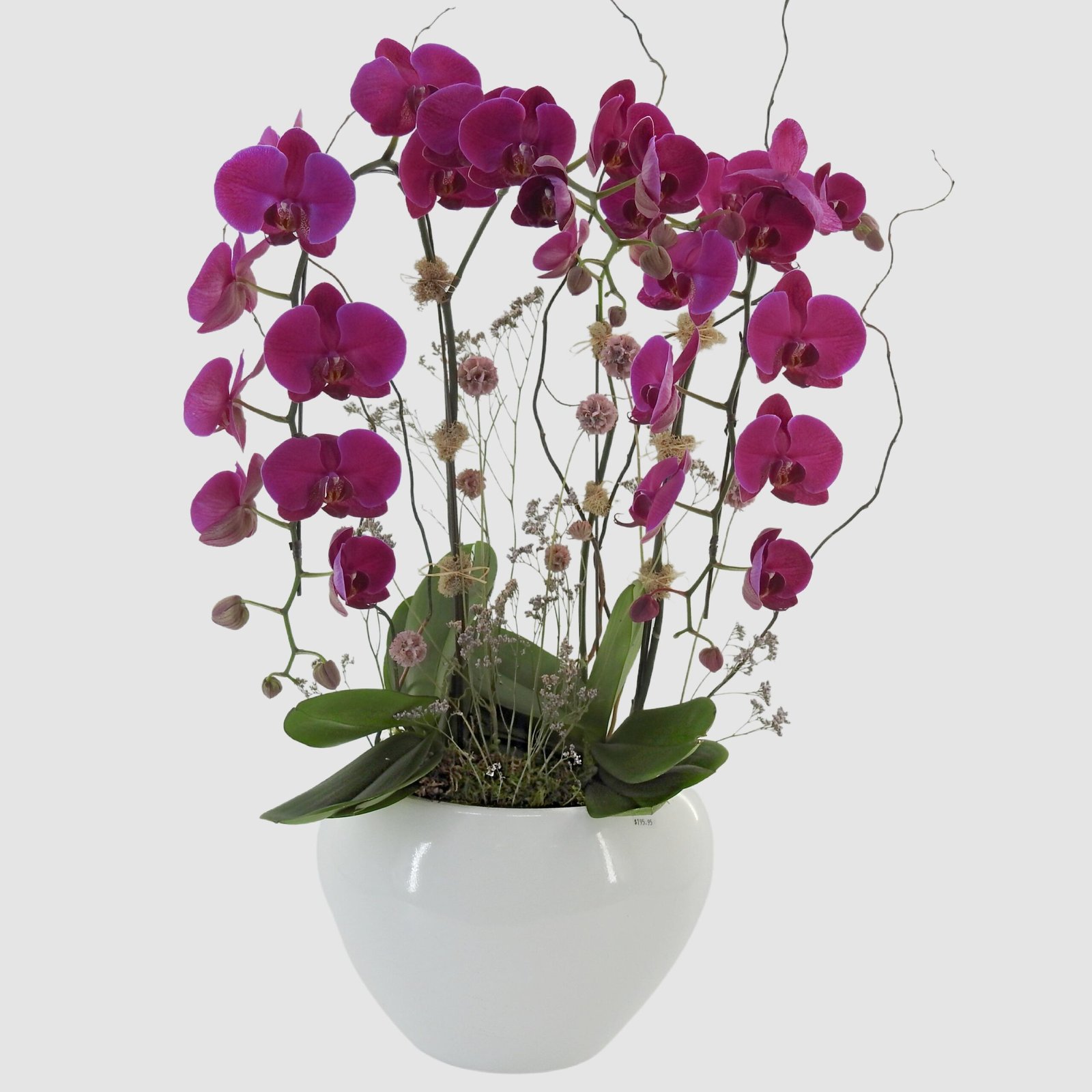 pink-perfection-orchid-garden 2 Pink Perfection Orchid Garden - Image 1