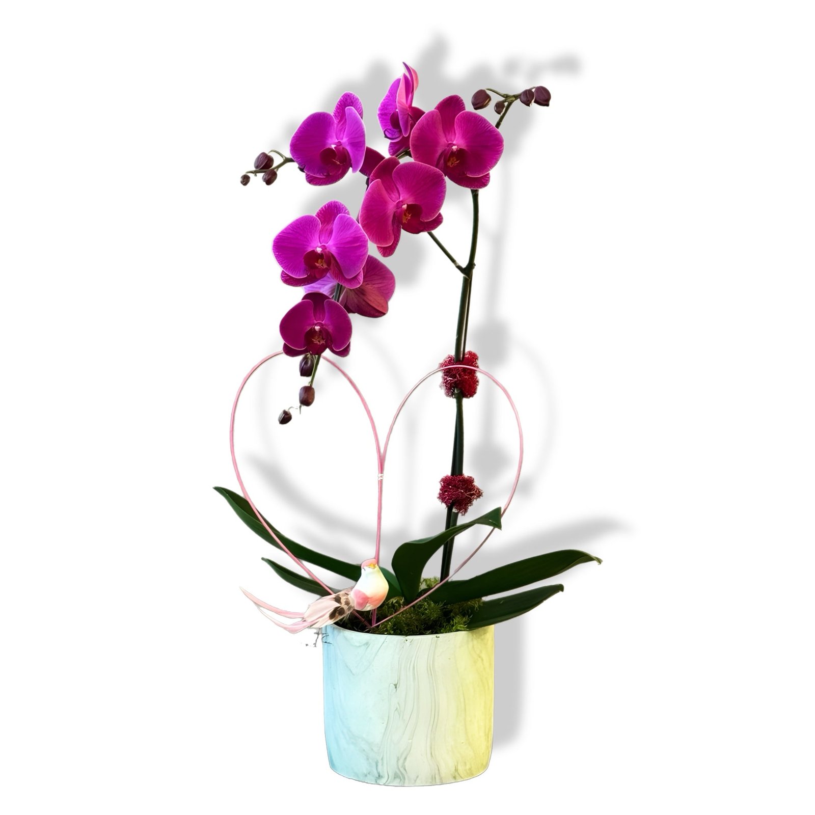 sugar-plum-orchid 2 Sugar Plum Orchid - Image 1