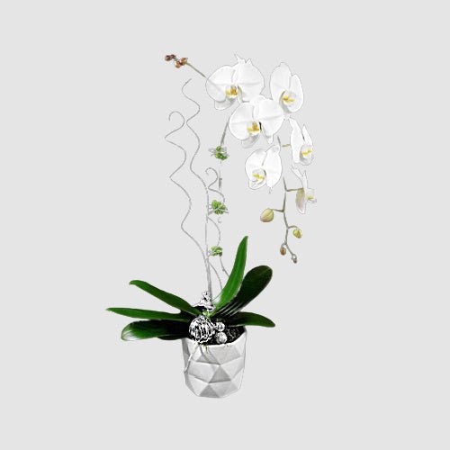 the-orchid-jewel The Orchid Jewel - Image 1