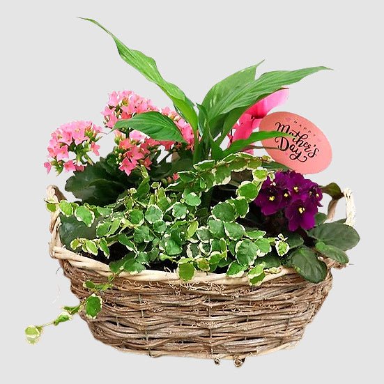 tooka-florist-default-title-curly-vine-36429644333300.jpg Curly Vine - Image 1