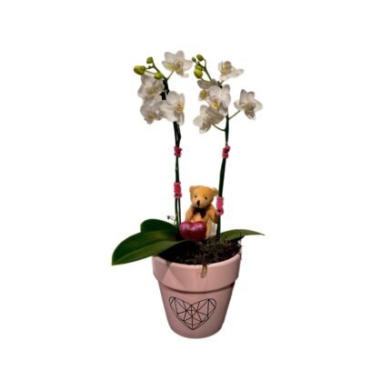 Hugs & Kisses Mini Orchid