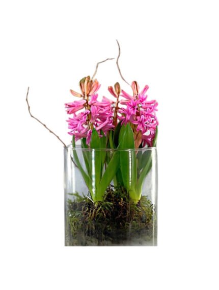 Hyacinths planter