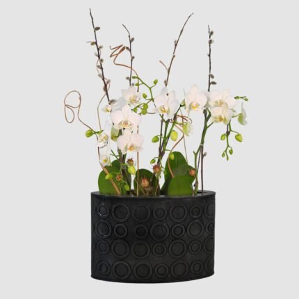 Miniature Waterfall Orchid