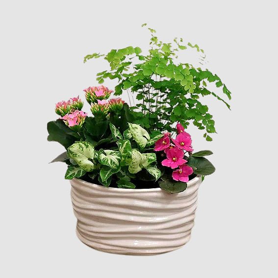 tooka-florist-medium-sandra-36429643972852.jpg Sandra - Image 1