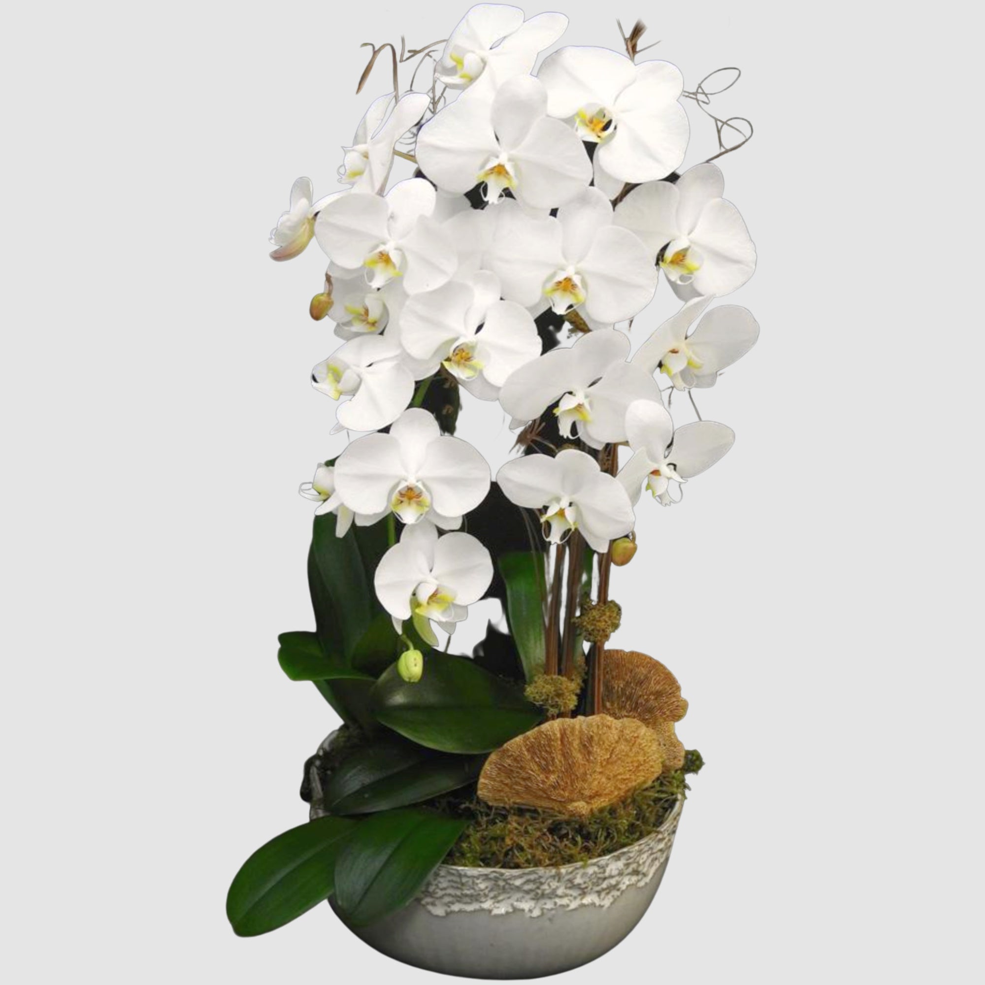 waterfall-orchid Waterfall Orchid - Image 1