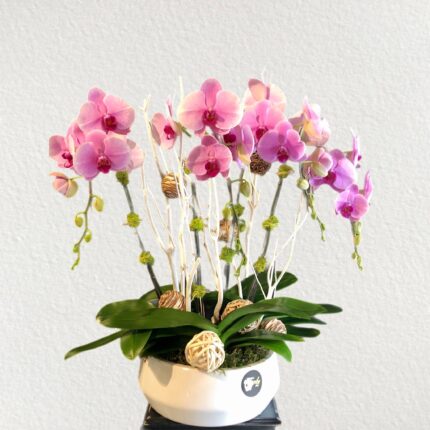 Pink Harmony Orchids Planter